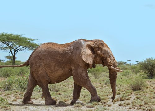 Kenya Iconic Wildlife Havens - High End Tour