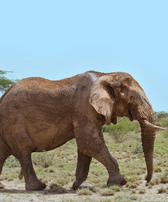 Kenya Iconic Wildlife Havens - High End Tour